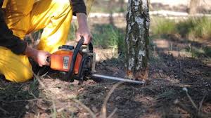Best Tree Trimming and Pruning  in Drexel, NC