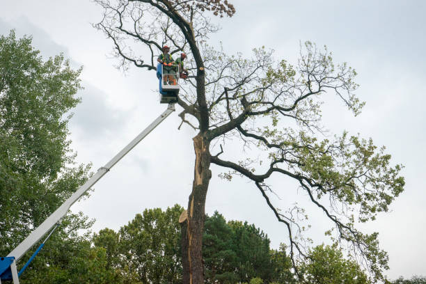 Best Hazardous Tree Removal  in Drexel, NC