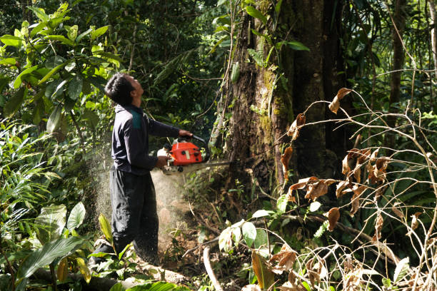 Best Tree Risk Assessment  in Drexel, NC