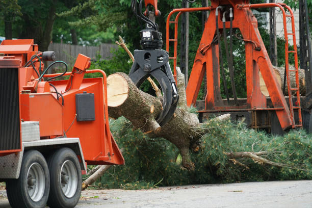 Seasonal Cleanup (Spring/Fall) in Drexel, NC